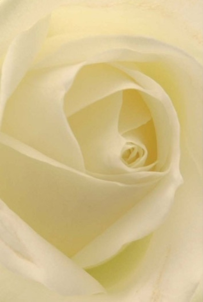 From a close perspective, this quintessential white rose reveals an exquisite interplay of tranquility and layered beauty, much like the unexpected serenity found in the leafy pockets of Bounds Green. The petals-creamy and luminous-blend harmoniously beneath gentle lighting, suggesting a hidden, internal glow within the heart of the bloom. The spiral at its core imparts purity and quiet strength, while soft gradations of shadow coax a sense of movement and resilience from every fold. It's a bloom that might grace a table at a local wedding or serve as an elegant apology, its flawless arrangement testament to the experienced hands of a Bounds Green florist. The craftsmanship echoes throughout the composition, from the barely-there outer petals to the satisfying density of the inner whorls. The subtle, clean scent one might imagine enhances the flower's suitability for heartfelt moments-each detail reflecting the balance between fragility and enduring grace. This white rose, arranged for the discerning clientele of Bounds Green, symbolises sincerity and timeless affection, perfectly fitting the district's spirit and available for delivery to every quiet close and bustling corner.